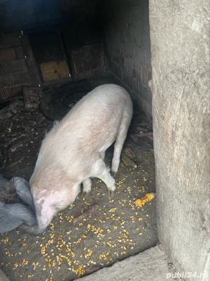 porci de vanzare 