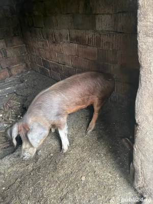 porci de vanzare  - imagine 3