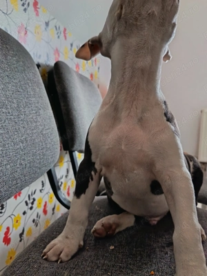 Pui amstaff.  - imagine 4