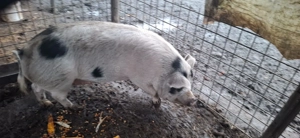 Porci de vânzare  - imagine 2