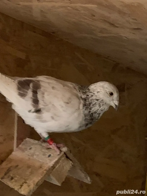 vand porumbei  - imagine 2