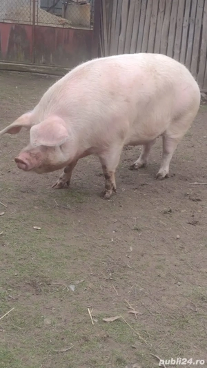 Vand porci și o scroafă - imagine 4