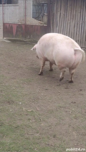 Vand porci și o scroafă - imagine 5