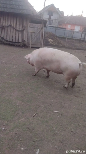 Vand porci și o scroafă - imagine 3