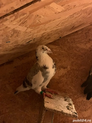 vand porumbei  - imagine 4