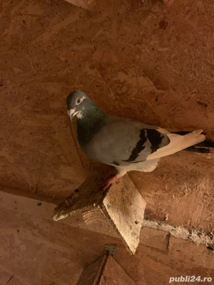 vand porumbei  - imagine 5