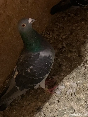 vand porumbei  - imagine 3