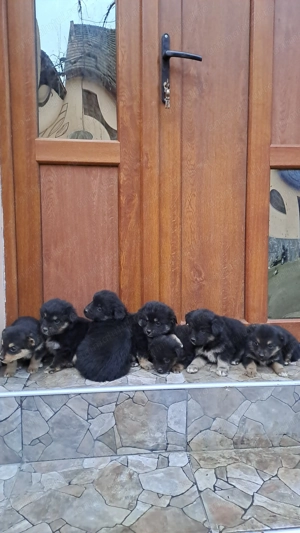 Donez căței,de 7 săptămâni 