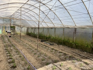 Gradina solar arcade