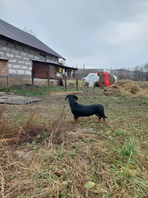 vand teckel, tekel  - imagine 3