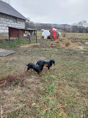 vand teckel, tekel  - imagine 5