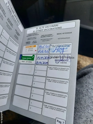 vand teckel, tekel  - imagine 2