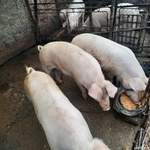 porci de vanzare - imagine 3