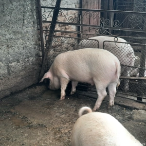 porci de vanzare - imagine 2