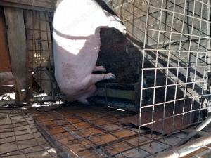 Vind porc alb mai multe detali la telefon  - imagine 2