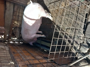 Vind porc alb mai multe detali la telefon  - imagine 3