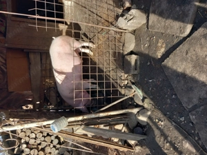 Vind porc alb mai multe detali la telefon  - imagine 5