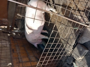 Vind porc alb mai multe detali la telefon  - imagine 4