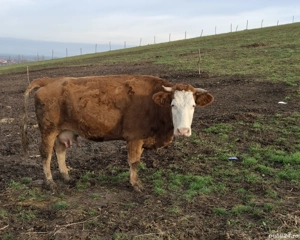 Lapte de vacă,proaspăt în fiecare zi  - imagine 4