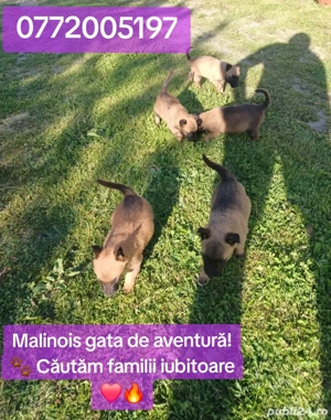 caței ciobănesc belgian malinois 