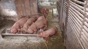 Vând purcei duroc curat  - imagine 2