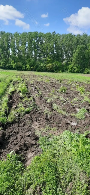 Teren agricol extravilan 