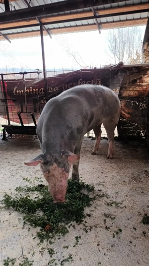 Vând porci grași! - imagine 2