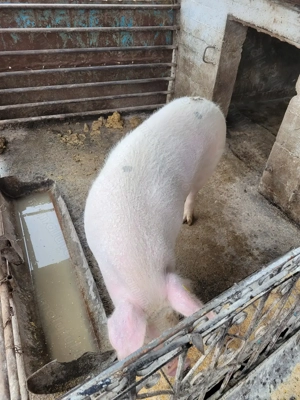 Porc de vanzare - imagine 2