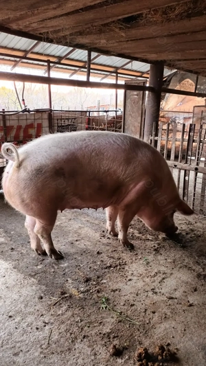 Vând porci grași! - imagine 3