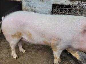 Porc de vanzare - imagine 4
