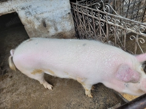 Porc de vanzare - imagine 3