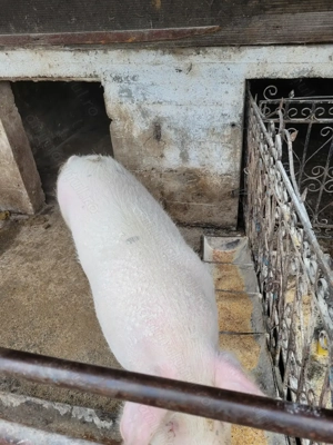 Porc de vanzare - imagine 5