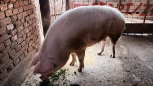 Vând porci grași! - imagine 4