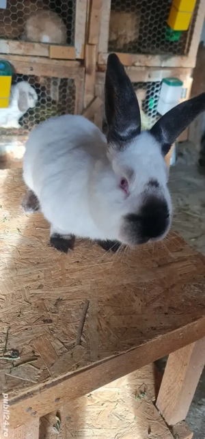 Mascul Californian  - imagine 5