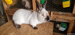 Mascul Californian  - imagine 2