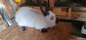 Mascul Californian  - imagine 4