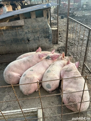 porci de vanzare 