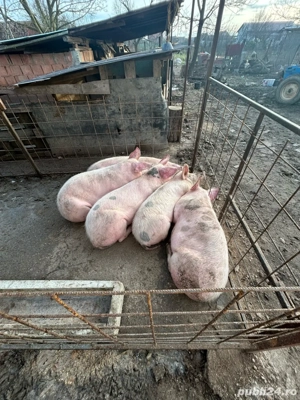 porci de vanzare  - imagine 4