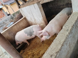 Vând purcei si 2 porci 170-180kg 