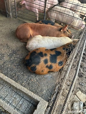 porci de vanzare  - imagine 5