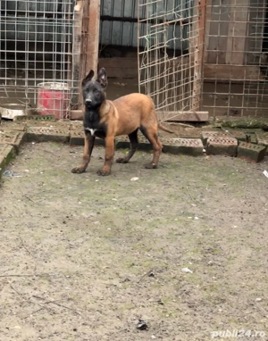 ciobanesc belgian malinois 