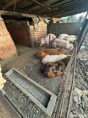 porci de vanzare  - imagine 2