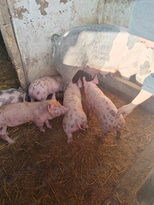 Vând purcei si 2 porci 170-180kg  - imagine 2