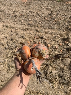 Ceapă de vânzare - recolta proprie