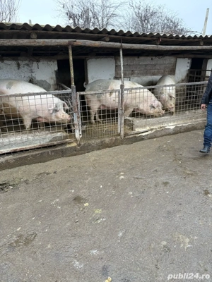 vand porci de casa