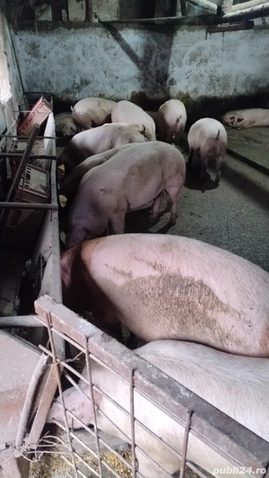 vand porci de casa - imagine 2