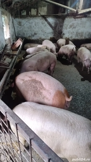 vand porci de casa - imagine 3