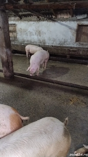 vand porci de casa - imagine 4