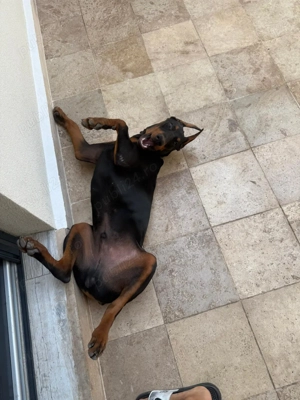 vand Doberman 9 luni - imagine 3