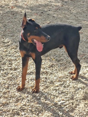 vand Doberman 9 luni